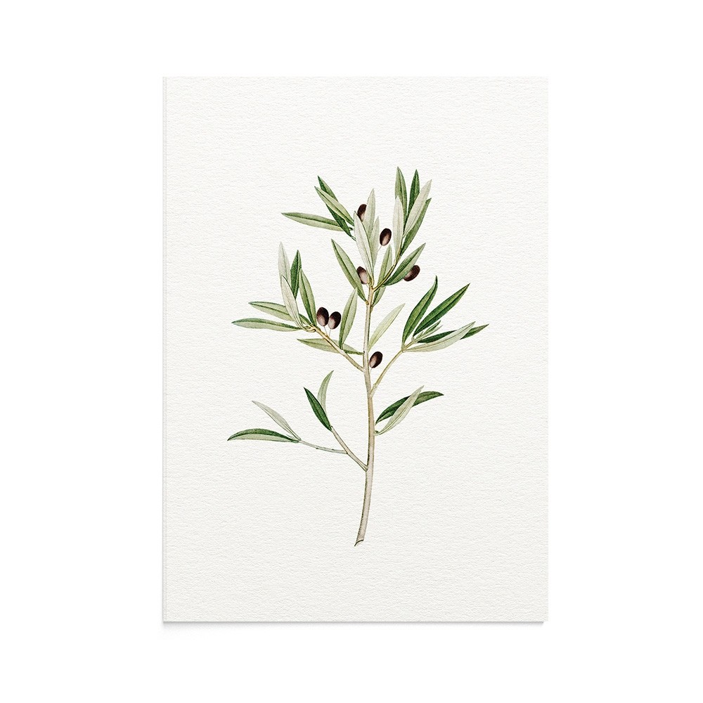 Felicitare Botanical Olive Branch